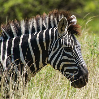 Nechisar - Zebra